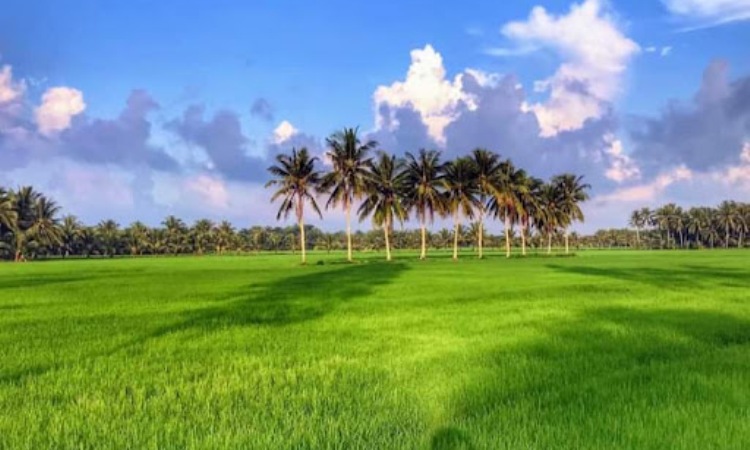 Delta Mekong atau Dong Bang Song Cuu Long Vietnam