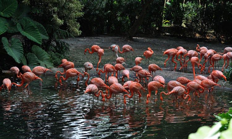 Taman Jurong Penuh Burung