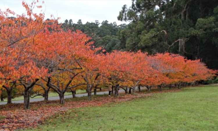 Dandenong Ranges