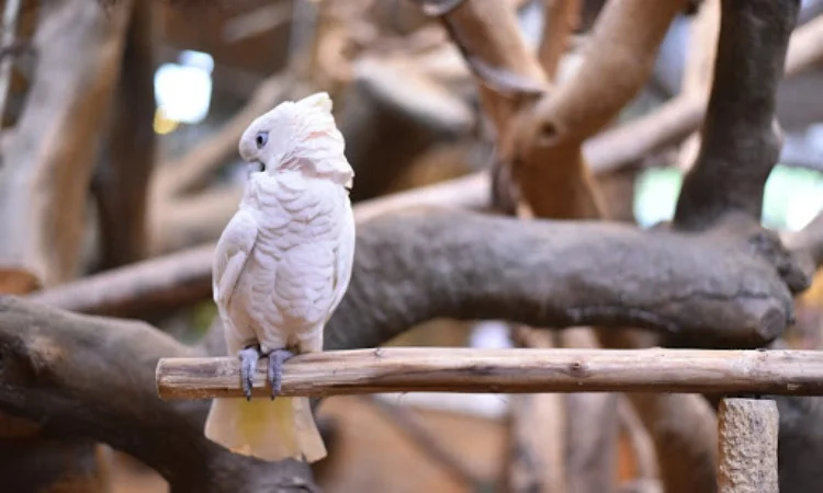 KL Tower Mini Zoo