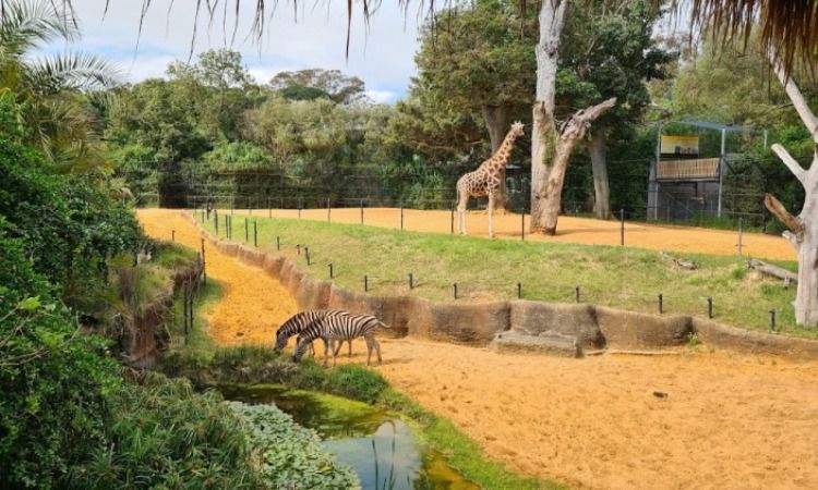 Perth Zoo