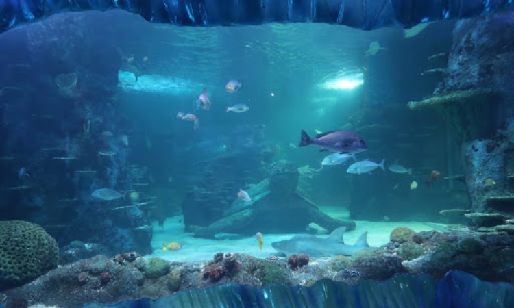Sea Life Sydney Aquarium