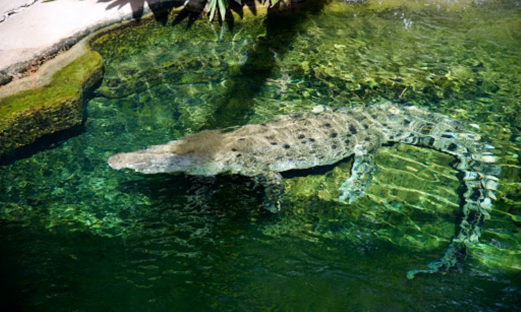 Wild Life Sydney Zoo