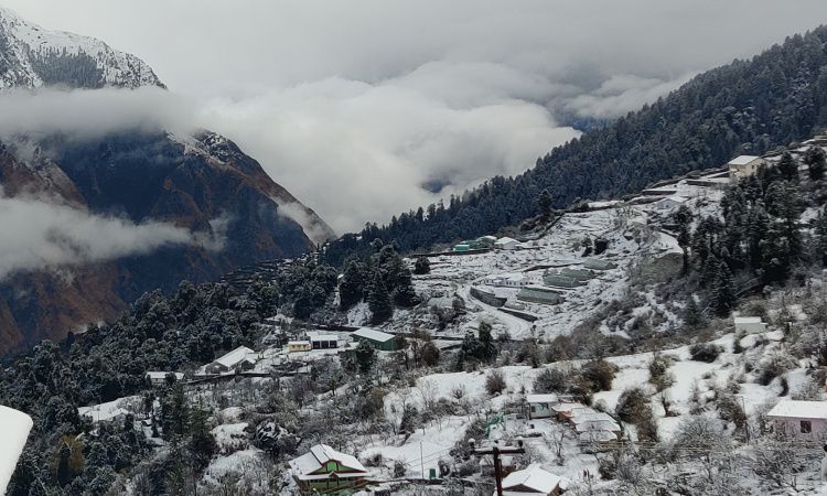 Auli
