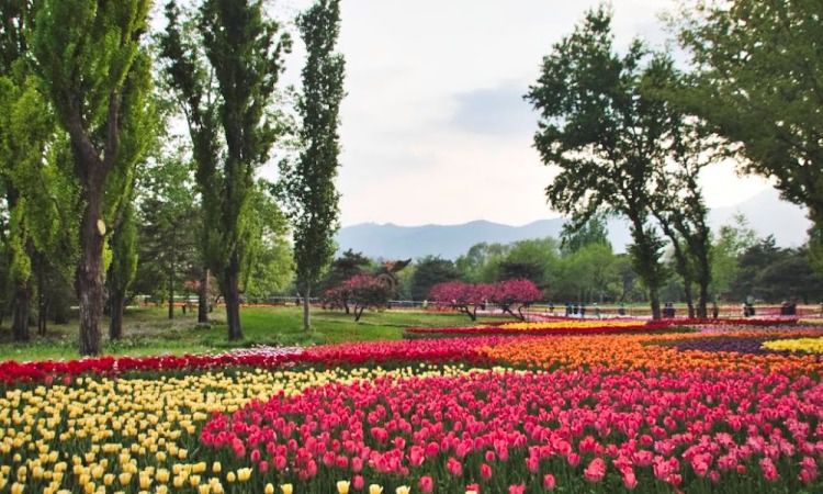 Beijing Botanical Garden