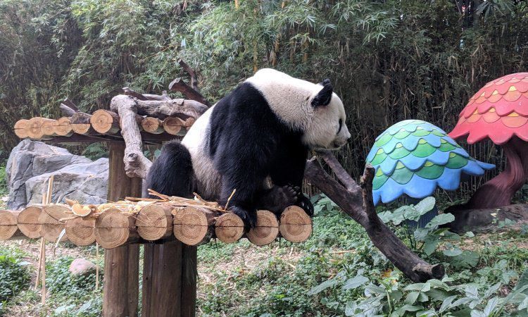 Chimelong Safari Park Guangzhou