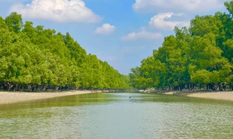 Hutan Mangrove Sundarbans