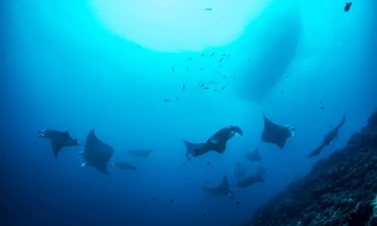 HP Reef and Manta Point