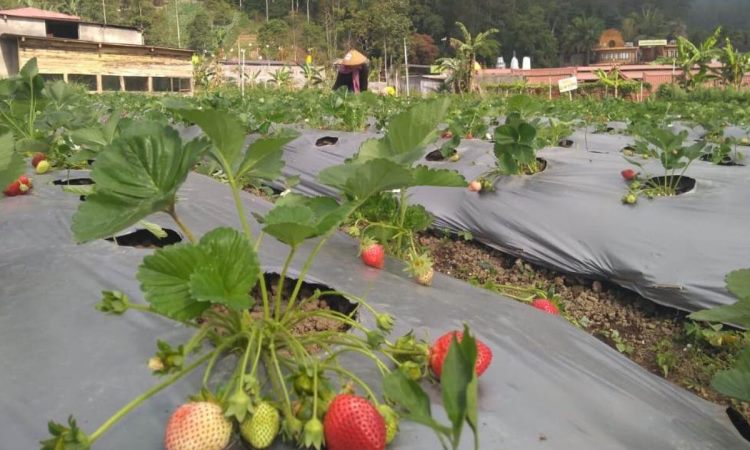 Kebun Strawberry Karanganyar