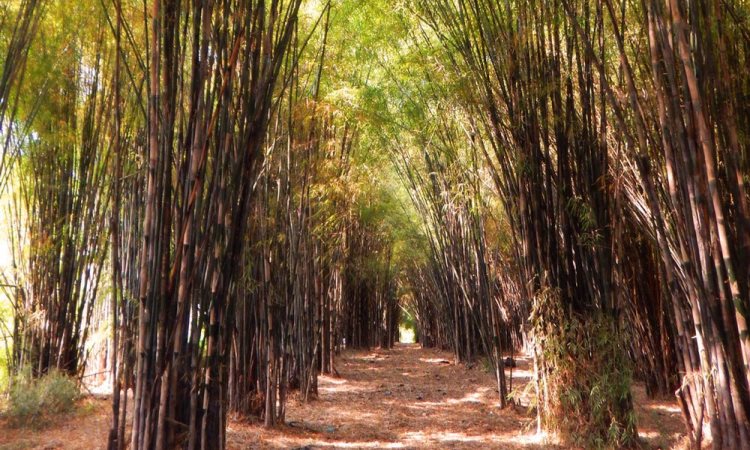 Hutan Bambu Keputih