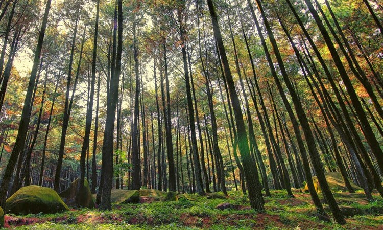 Hutan Pinus Bissoloro