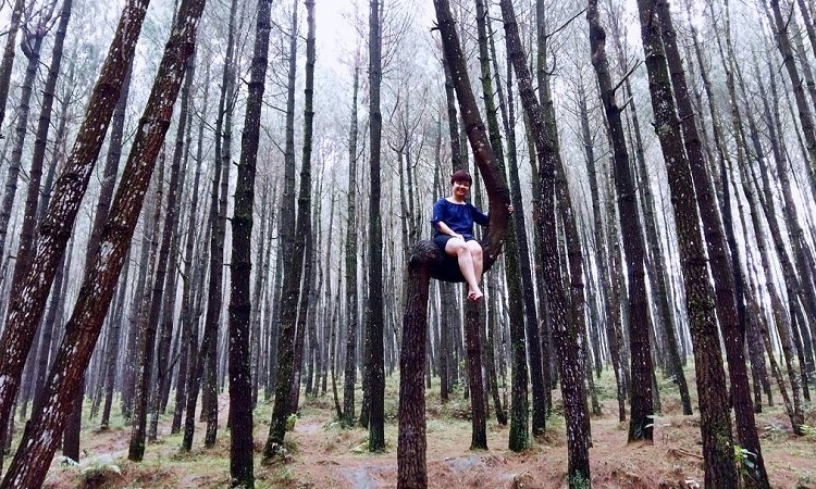 Hutan Pinus Kayon