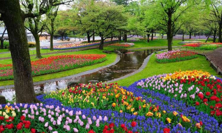 Kampoeng Tulip