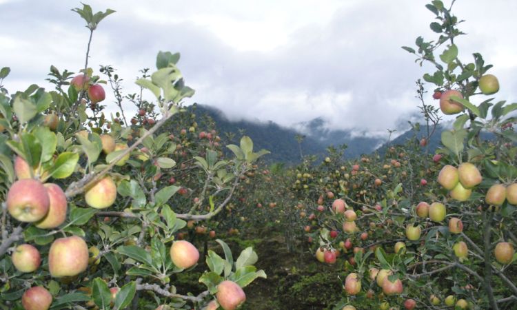 Kebun Apel malang