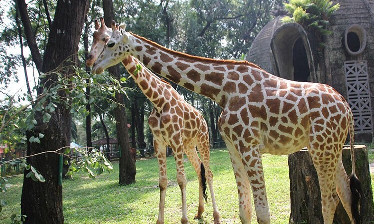 Kebun Binatang Ragunan