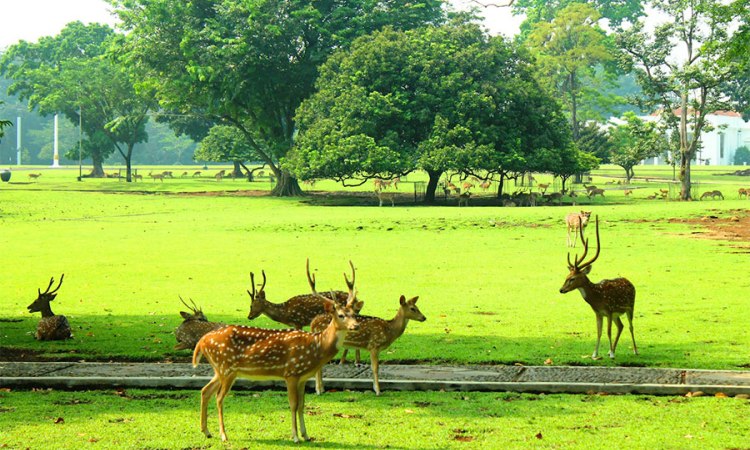 Kebun Raya Bogor
