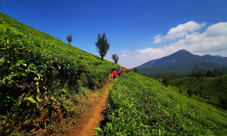 Kebun Teh Sukawana Bandung