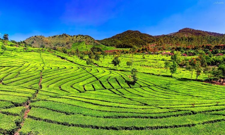 Kebun Teh Sukawana