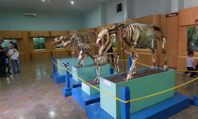 Museum Zoologi