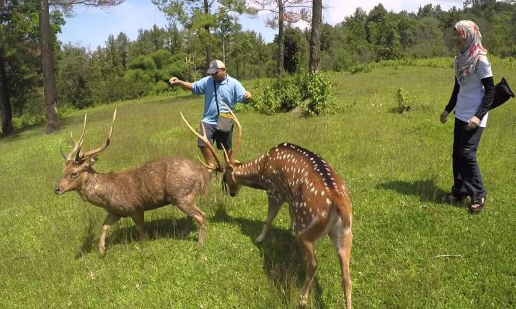 Penangkaran Rusa Giri Jaya Cariu