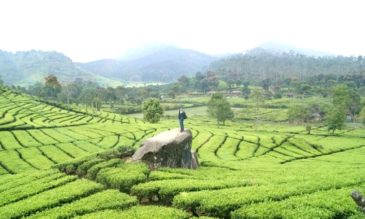 Perkebunan Teh Rancabali