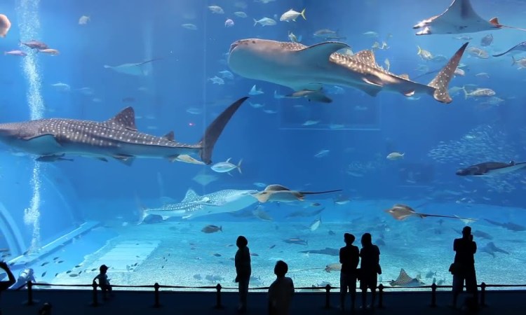 Sea World Ancol