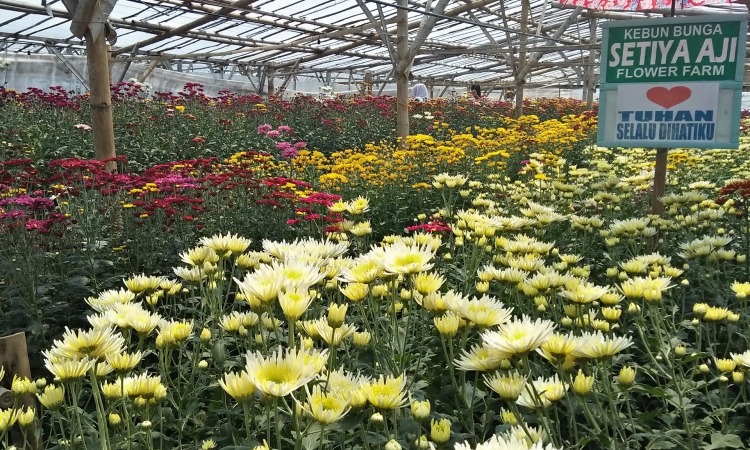 Setiya Aji Flower Farm
