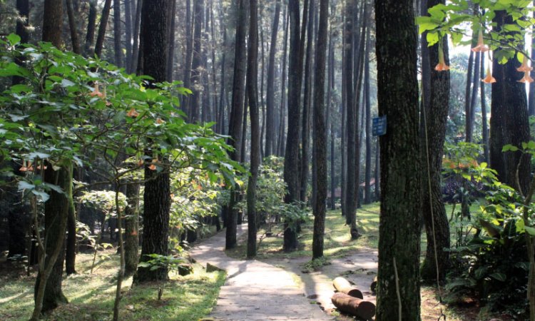 Taman Hutan Raya IR Juanda