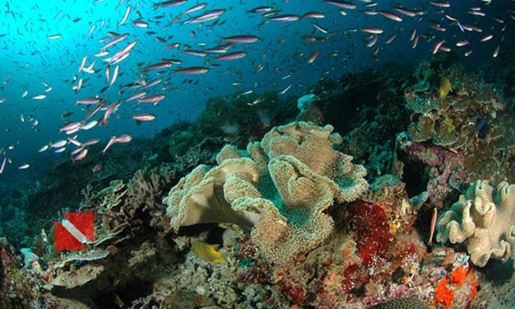 Taman Nasional Bunaken