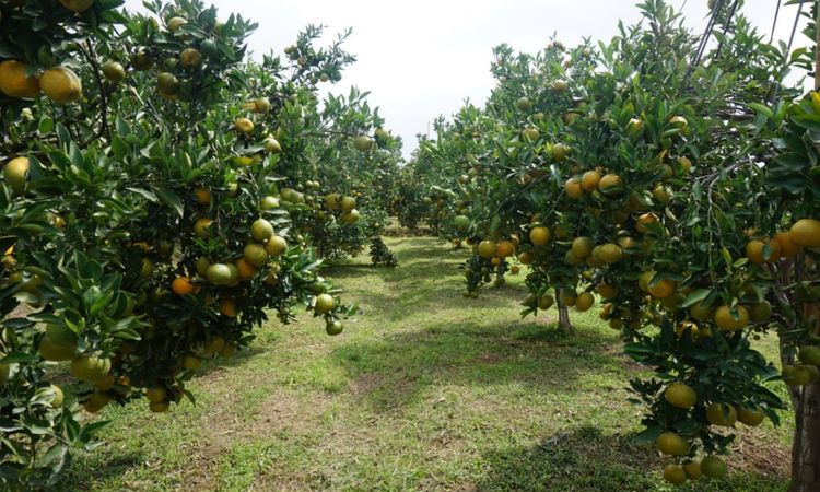 Kebun Jeruk Cigedug