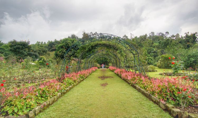 Kebun Mawar Situhapa