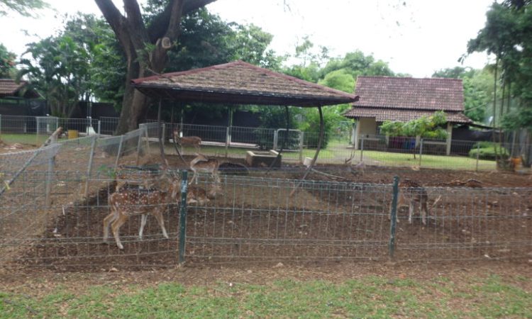 Taman Rusa Kemang Pratama