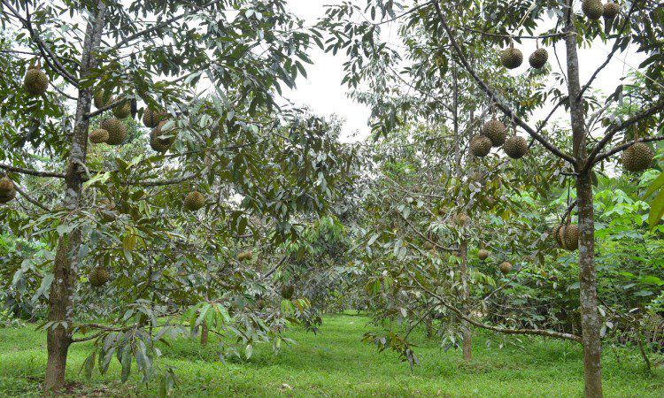 Kebun Durian Candimulyo