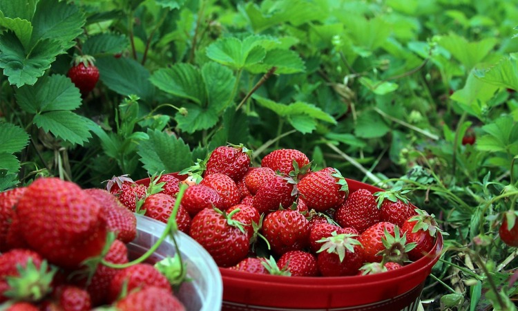 Kebun Strawberry
