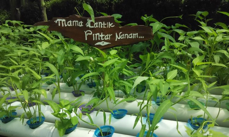 Mama Farm Hidroponik