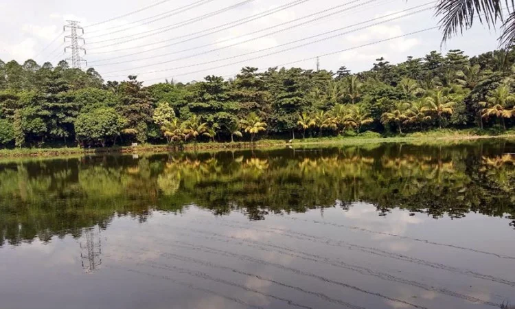 Situ Asih Pulo