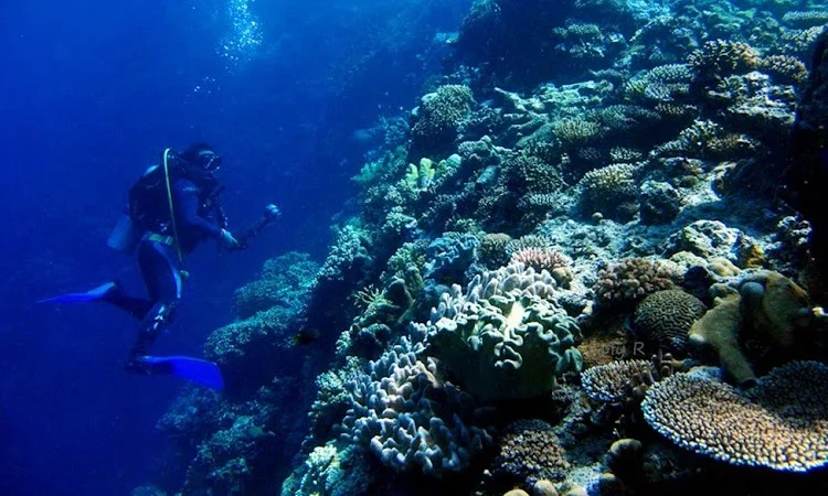 Taman Wisata Laut Olele