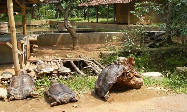 Wisata Kura-Kura Belawa