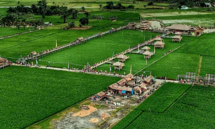 Wisata Sawah Pematang Johar