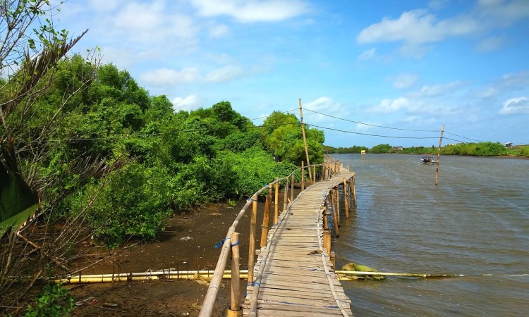 Hutan Mangrove Pantai Congot