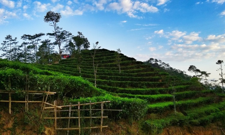 Kebun Teh Nglinggo
