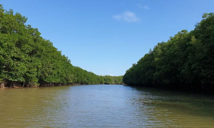 Mangrove Center Graha Indah