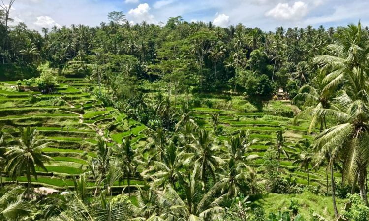 Trekking Desa Sambangan