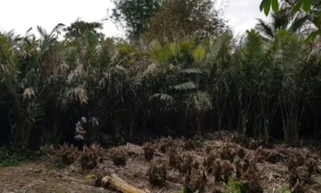 Agrowisata Salak Pondoh Sodong