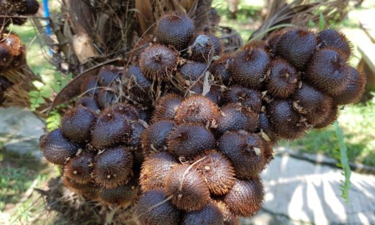 Agrowisata Salak Pondoh Sodong