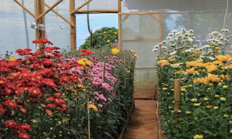 Green House Sri Tani Lestari