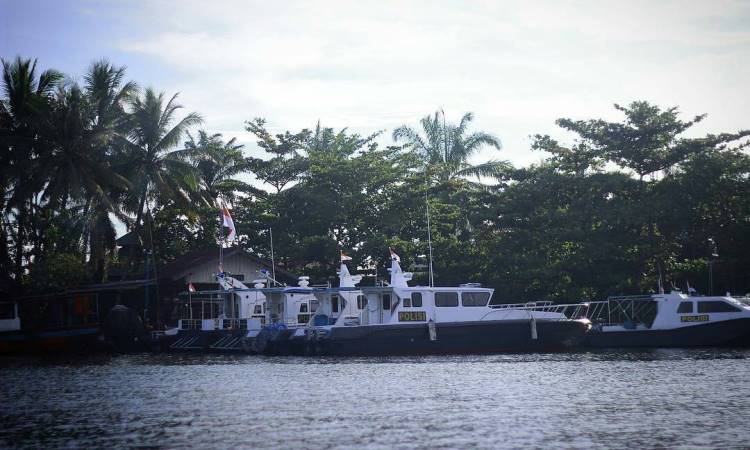 Hutan Mangrove Pulau Baai