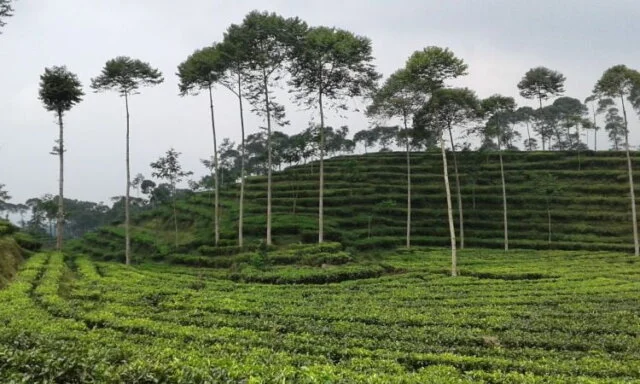 Kebun Teh Pagilaran
