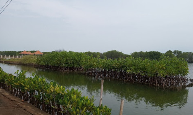 Mangrove Park Pekalongan