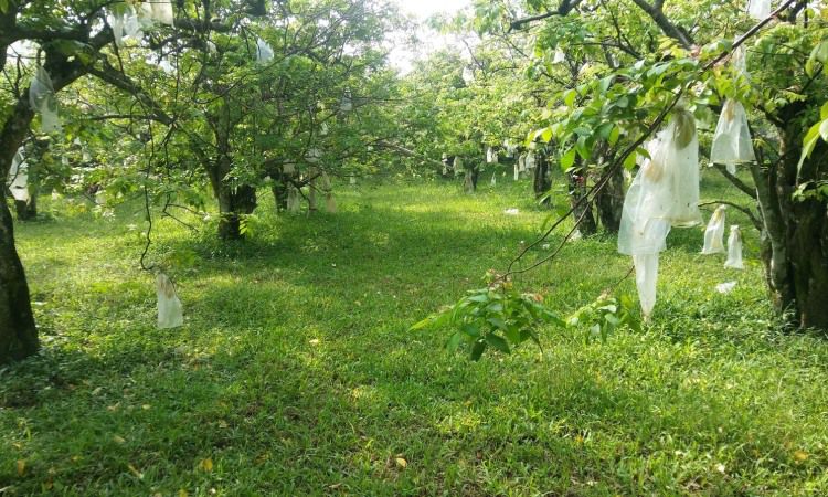 Agrowisata Belimbing